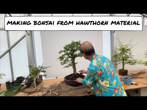 Making Bonsai from Hawthorn Material