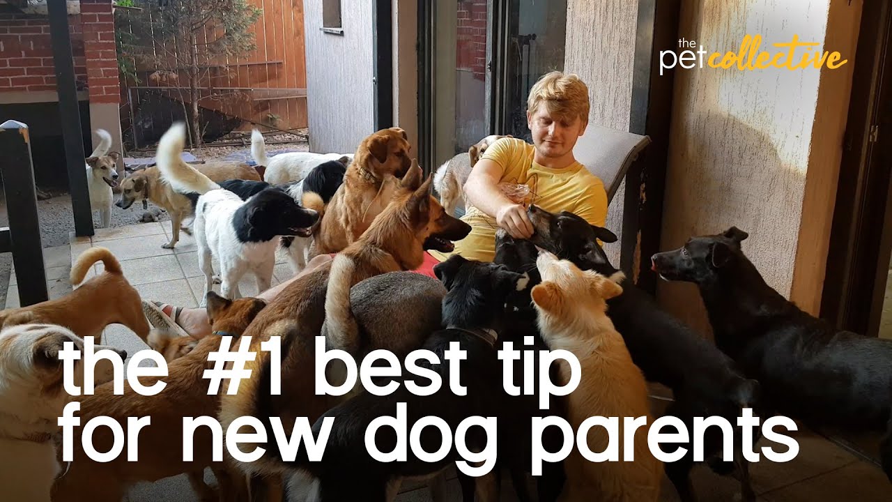 The #1 Best Dog Training Tips for Beginners - YouTube