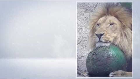 Steps Forward 1 Unit 5 Animals