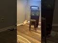 猫の身体能力#猫