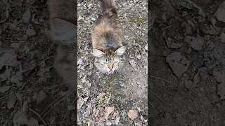 Hungry Cat Meowing And Crying #Cat #Meow