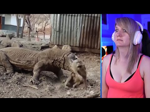 12 Hunting Moments Of Komodo Dragons Caught On Camera Part 2 | Pets House
