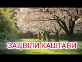 рџЊё В Р Р С РІС Р Рё РєР С С Р РЅРёВ вЂ РїС СЃРЅСЏ весни РєРѕС Р РЅРЅСЏ С С РµРєР РЅРЅСЏ рџ ћрџЋ рџЊё В Р Р С РІС Р Рё РєР С С Р РЅРёВ вЂ РїС СЃРЅСЏ весни РєРѕС Р РЅРЅСЏ С С РµРєР РЅРЅСЏ рџ ћрџЋ
