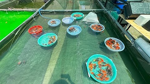 Review trại cá vàng và guppy tại quận 8