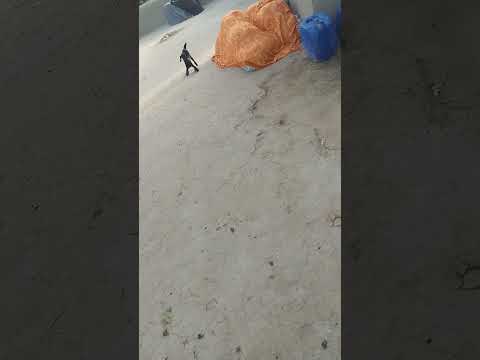 انظروا إلى مدى جمال ولطف الطفل الماعز وهو يلعب مع الماعز منغمس ا في متعته الخاصة