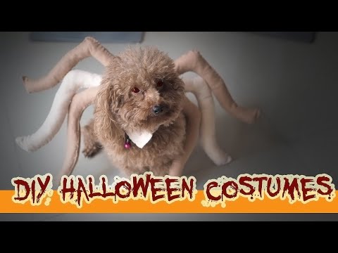 Happy halloween 2021🔴Cara membuat kostum halloween spider untuk anjing