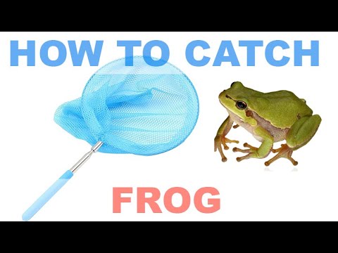 How to catch frog/fish/crayfish/water strider by a butterfly net 