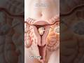 “From Egg to Life in 10 Seconds ✨ | 3D Medical Animation #Shorts”