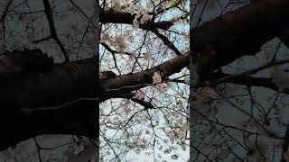 #blue #yungkai #sakura #positivevibes #views_viral_video_subscribers_grow #flowers #japan #short