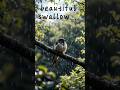 Swallow sitting in the rain | A quiet moment of nature #swallow #birds #nature #wildlife #relaxing