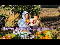 Vlog/ Harvesting rice and persimmon/Minjae na thabak fabaga😂🇰🇷❤️🇮🇳