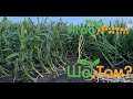 Після урагану полегла кукурудза ВСТАЄ! Ділянка гібридизації Тіадор!