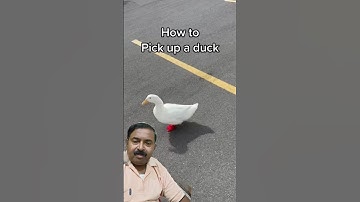 Very Simple to Pick up #duck #memes  #wrinkletheduck #duckcalling #ducklife #greenscreenshorts
