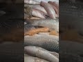 اسكندراني وبنحبو 