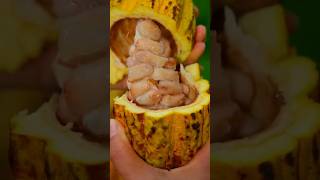 How Chocolate Is Made From Cocoa Fruit 🍫 | Traditional Village Chocolate Making #shorts
