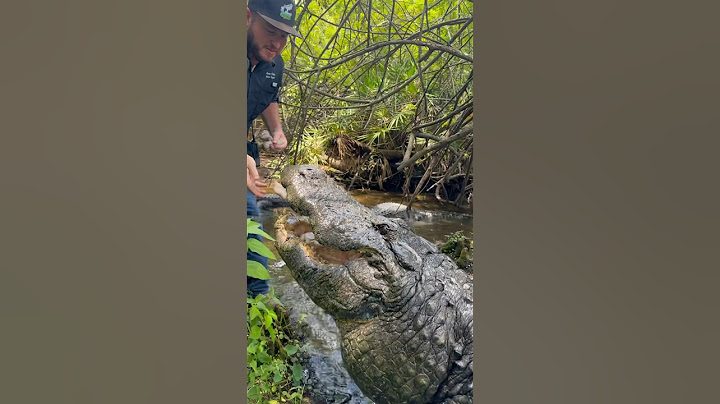 Buddy the Biggest Alligator at Gatorland‼️‼️‼️ #alligator #florida #gatorland