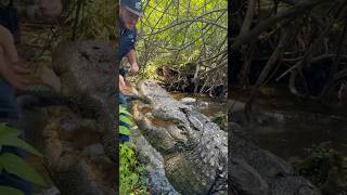 Buddy The Biggest Alligator At Gatorland 