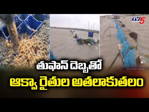 Montha Toofan Effect: ఆక్వా రైతులకు తీవ్ర నష్టం Huge Loss To Aqua Farmers | West Godavari | TV5 News - TV5NEWS