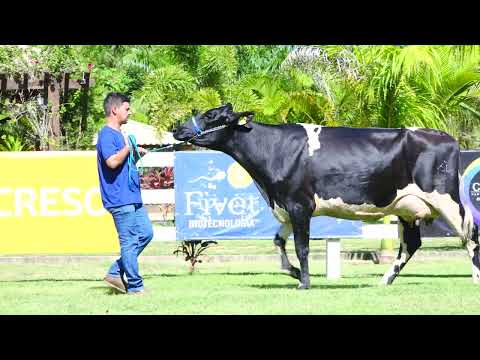 LOTE 09 VANDA MYTH 648 SÃO DOMINGOS