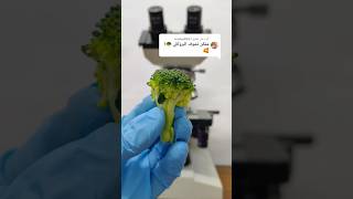 البروكلي أو القرنبيط الأسود تحت الميكروسكوبbroccoli