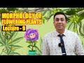 #Biomentors #NEET 2021: Biology - Morphology of Flowering Plants lecture - 9