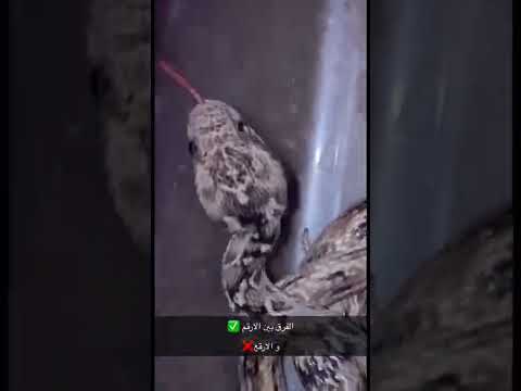 الفرق بين ثعبان الارقم و الارقع واحد سام و واحد غير سام ثعابين ثعبان سناب شات اشتراك السعودية