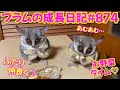 【お留守番前のお野菜祭り】Bushbaby Plum's Growth Diary ショウガラゴ プラムの成長日記