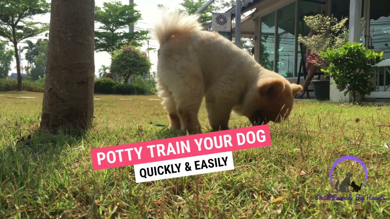 ⭐Learn the Secrets to Completely Potty Train Your Dog or Puppy Quickly