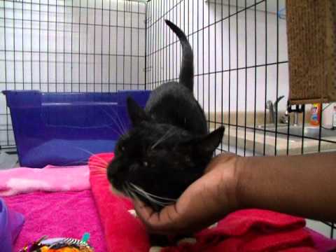 special needs animals for adoption near me Sweet Treasure