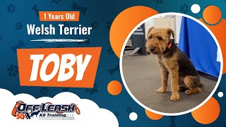 1 year old  Welsh Terrier  Toby  Community K9  Best Dog Trainers Florida