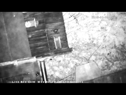 Live Honey Bee CAM - 1080p HD 24/7 Like & Share Us! Through Awareness - we're saving the bees!