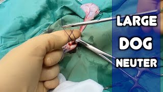 How to Do a Dog Neuter | Large Canine Castration | Closed Technique