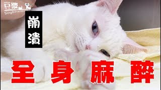 【豆漿  SoybeanMilk】禁食12小時　吃貨貓咪崩潰了