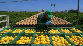 Limon Hasadı Ve Fabrikada Limon Suyu Nasıl Yapılır, Limon Ve Narenciye Suyu Üretim Hattı