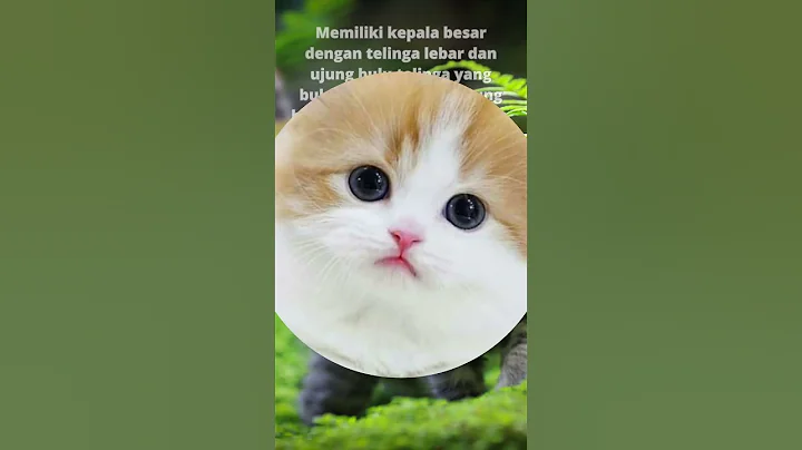 Watch the video about KUCING CHAUSIE