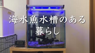【30cmキューブ小型水槽】海水魚水槽のある暮らし/カクレクマノミ