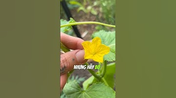 NÔNG NGHIỆP XANH _ CÁCH CHĂM SÓC CÂY DƯA CHUỘT ĐÚNG CÁCH  #toplifeagri #nongsanhuuco # #chamsoccay