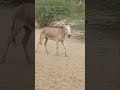 Animals donkey youtubeshorts shorts