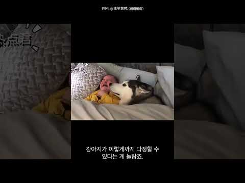 아기가 울고 있는데, 이 허스키가 어떻게 달래줄까요?