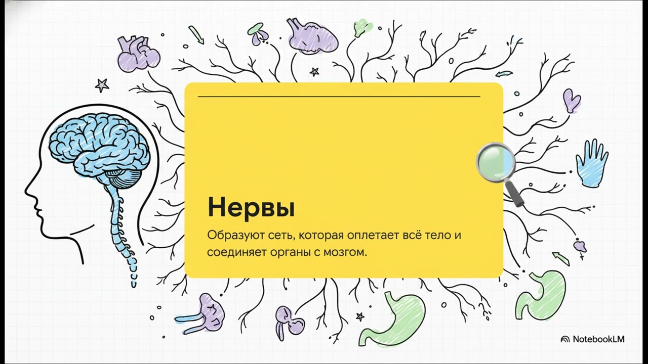 Нервная система человека