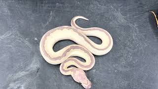 Some amazing Black Pastel Pieds and Clowns from the 2022 hatching season!