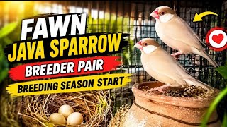 Fawn java sparrow breeder pair