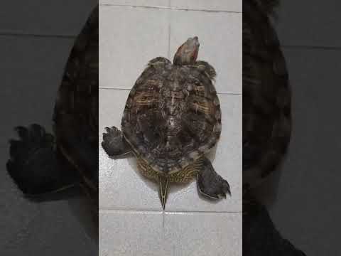 Video: Control de tortuga con orejas rojas: configuración del tanque, alimentación y mantenimiento