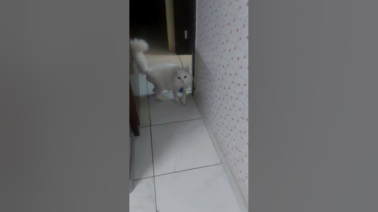 Meet Mish Mish the cat of Flat602 cutiecats friendlycat catlover