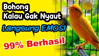 PANCINGAN Kenari GACOR PANJANG Cuit Cuit EMOSI‼️ MASTERAN Kenari PAUD belajar BUNYI by Kenari Ngerol 873 views 10 days ago 10 minutes, 46 seconds