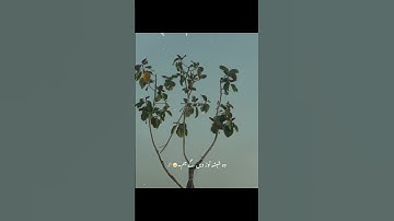 Thumbnail of #foryou #love #nature #travel #lifeisbutadream #peace #ihavethisthingwithplants #song