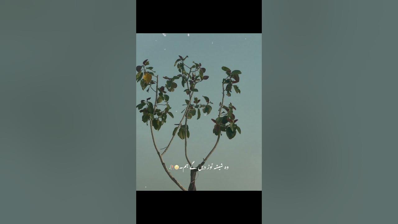 #foryou #love #nature #travel #lifeisbutadream #peace #ihavethisthingwithplants #song