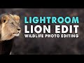 WILDLIFE PHOTO EDITING IN LIGHTROOM | KALAHARI LION