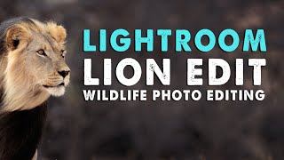 WILDLIFE PHOTO EDITING IN LIGHTROOM | KALAHARI LION screenshot 3