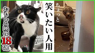 【18選】フフッと笑えるやつ、全部入れました🫶✨｜PECO